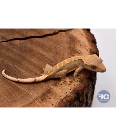 Correlophus ciliatus Harlequin Non sexé 2026