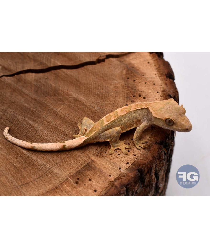 Correlophus ciliatus Harlequin Non sexé 2026