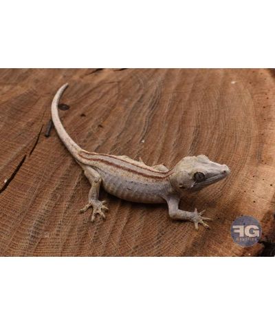 Rhacodactylus auriculatus Orange stripe Non sexé 2026