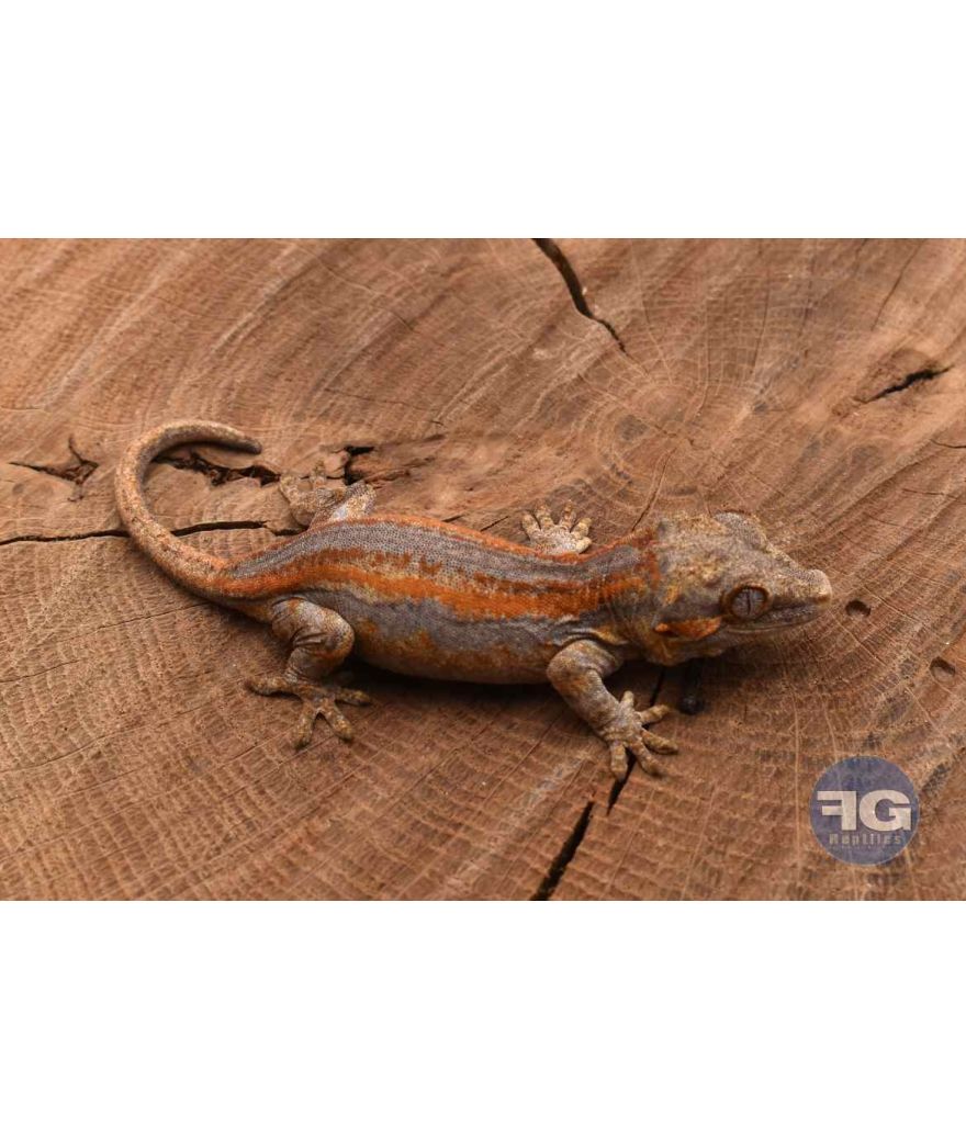 Rhacodactylus auriculatus Orange stripe Non sexé 2026