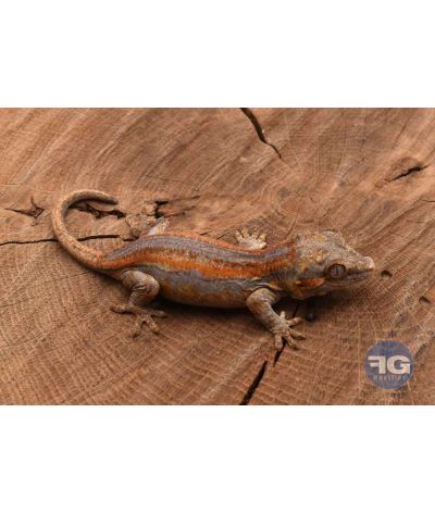Rhacodactylus auriculatus Orange stripe Non sexé 2026