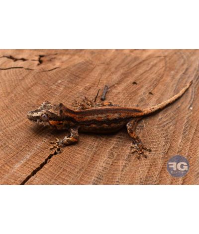 Rhacodactylus auriculatus Orange stripe Non sexé 2026