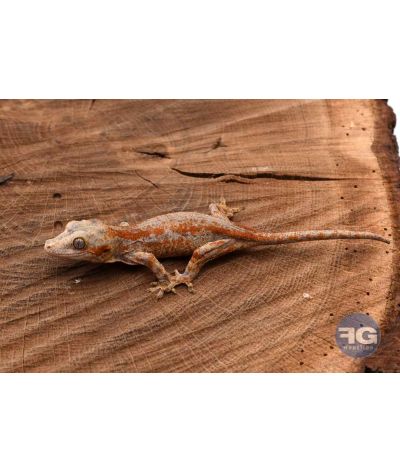 Rhacodactylus auriculatus Orange stripe Non sexé 2026
