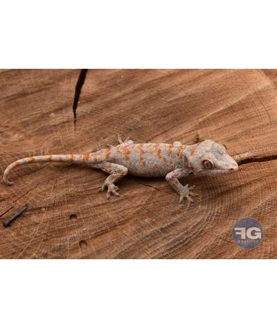Rhacodactylus auriculatus Orange reticulé Non sexé 2026