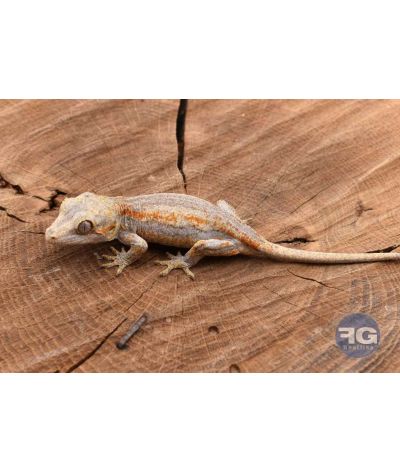 Rhacodactylus auriculatus Orange stripe Non sexé 2026
