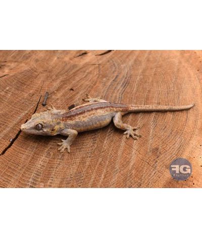 Rhacodactylus auriculatus Red stripe Non sexé 2026