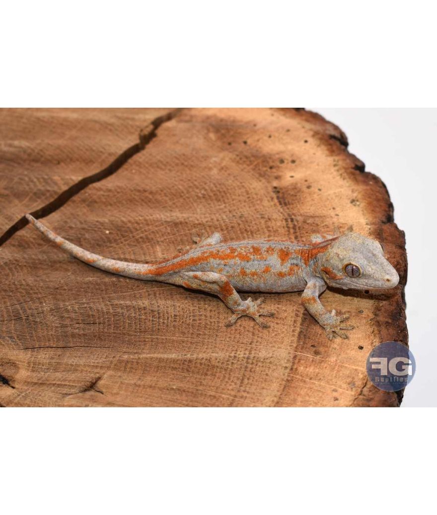 Rhacodactylus auriculatus Orange stripe Non sexé 2026