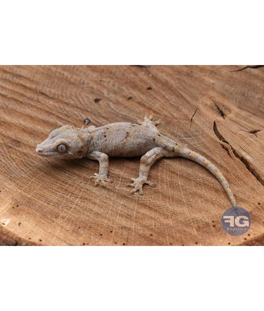Rhacodactylus auriculatus Orange reticulé Non sexé 2026