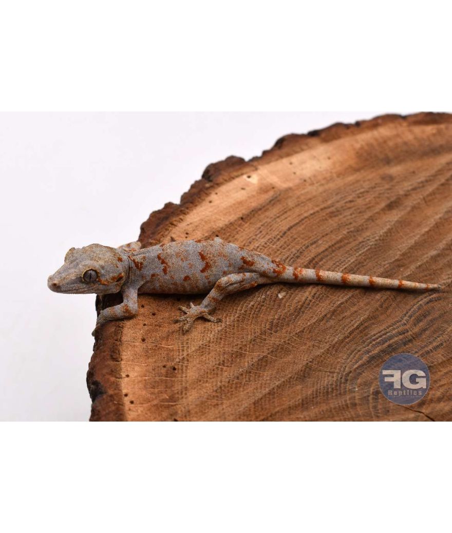 Rhacodactylus auriculatus Orange reticulé Non sexé 2026