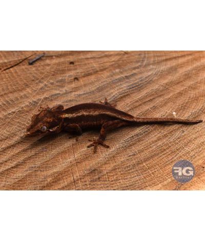 Rhacodactylus auriculatus Orange stripe Non sexé 2026