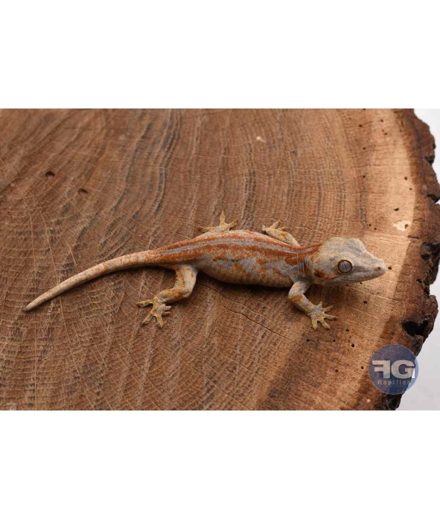 Rhacodactylus auriculatus Orange stripe Non sexé 2026