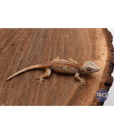 Rhacodactylus auriculatus Orange stripe Non sexé 2026