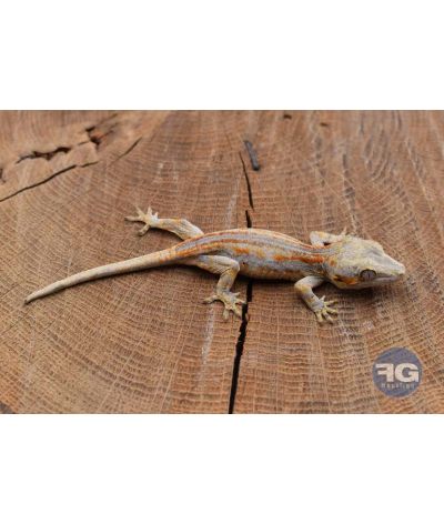 Rhacodactylus auriculatus Orange stripe Non sexé 2026