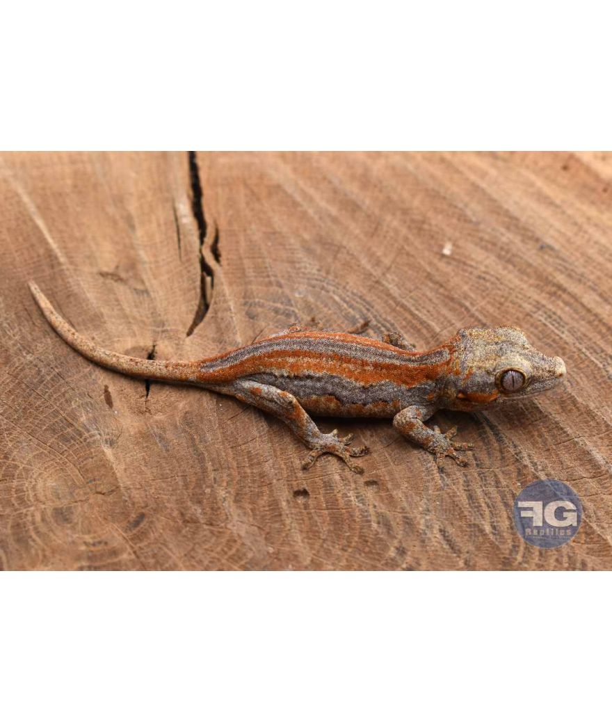 Rhacodactylus auriculatus Orange stripe Non sexé 2026