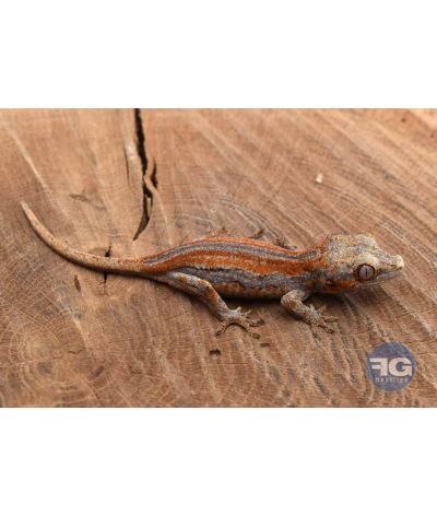 Rhacodactylus auriculatus Orange stripe Non sexé 2026