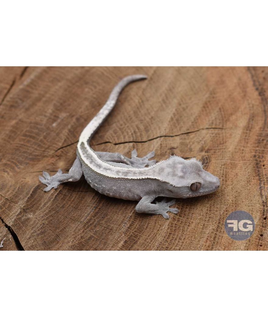 Correlophus ciliatus Axanthic PinStripe Non sexé 2026