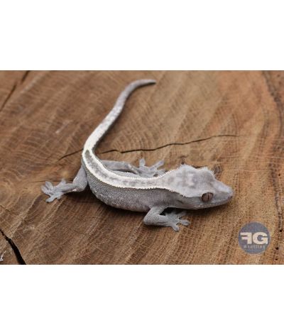 Correlophus ciliatus Axanthic PinStripe Non sexé 2026