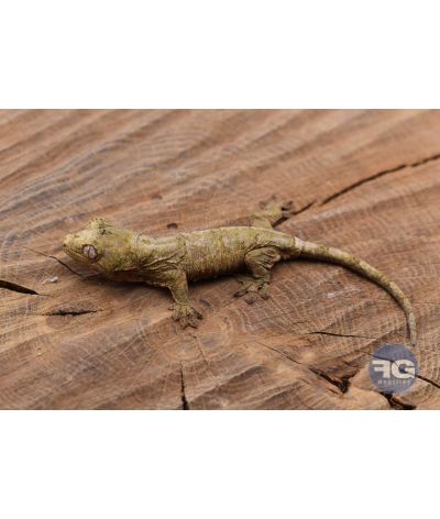 Mniarogekko chahoua Mainland Non sexé 2026