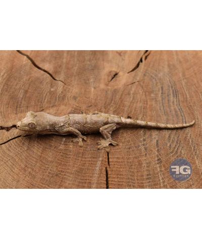 Mniarogekko chahoua Pine iland Non sexé 2026
