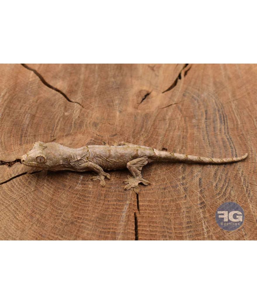 Mniarogekko chahoua Pine iland Non sexé 2026