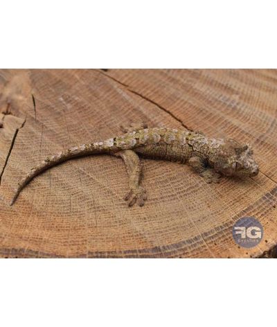 Mniarogekko chahoua Pine iland Non sexé 2026