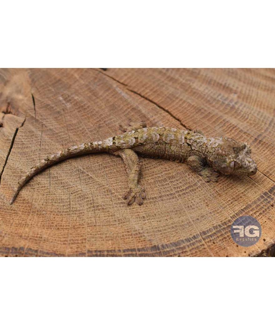 Mniarogekko chahoua Pine iland Non sexé 2026