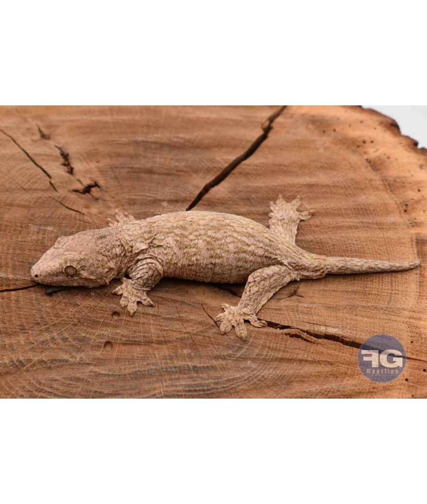Rhacodactylus leachianus Mont Koghi Non sexé 2026