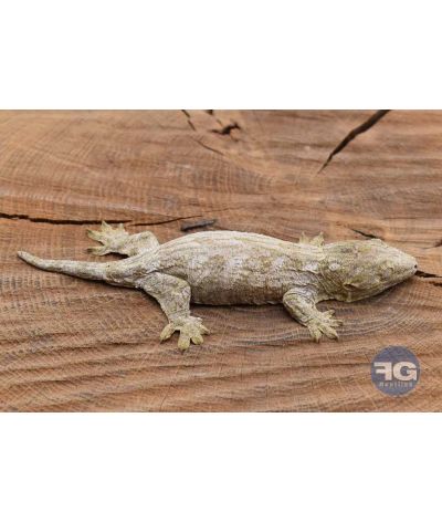 Rhacodactylus leachianus Mont Koghi Non sexé 2026