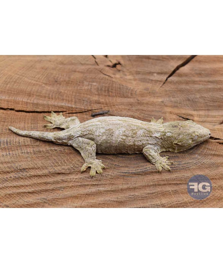 Rhacodactylus leachianus Mont Koghi Non sexé 2026