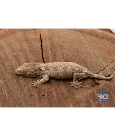 Rhacodactylus leachianus Mont Koghi red Non sexé 2026