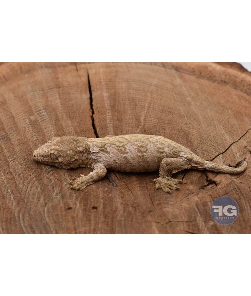 Rhacodactylus leachianus Mont Koghi red Non sexé 2026