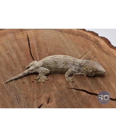 Rhacodactylus leachianus Mont Koghi Tröger Non sexé 2026