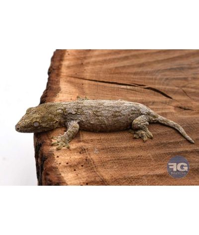 Rhacodactylus leachianus Mont Koghi Non sexé 2026