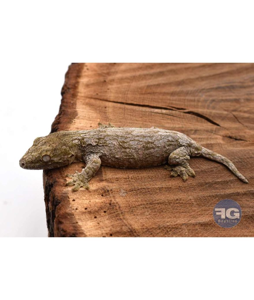 Rhacodactylus leachianus Mont Koghi Non sexé 2026