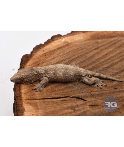 Rhacodactylus leachianus Mont Koghi Non sexé 2026