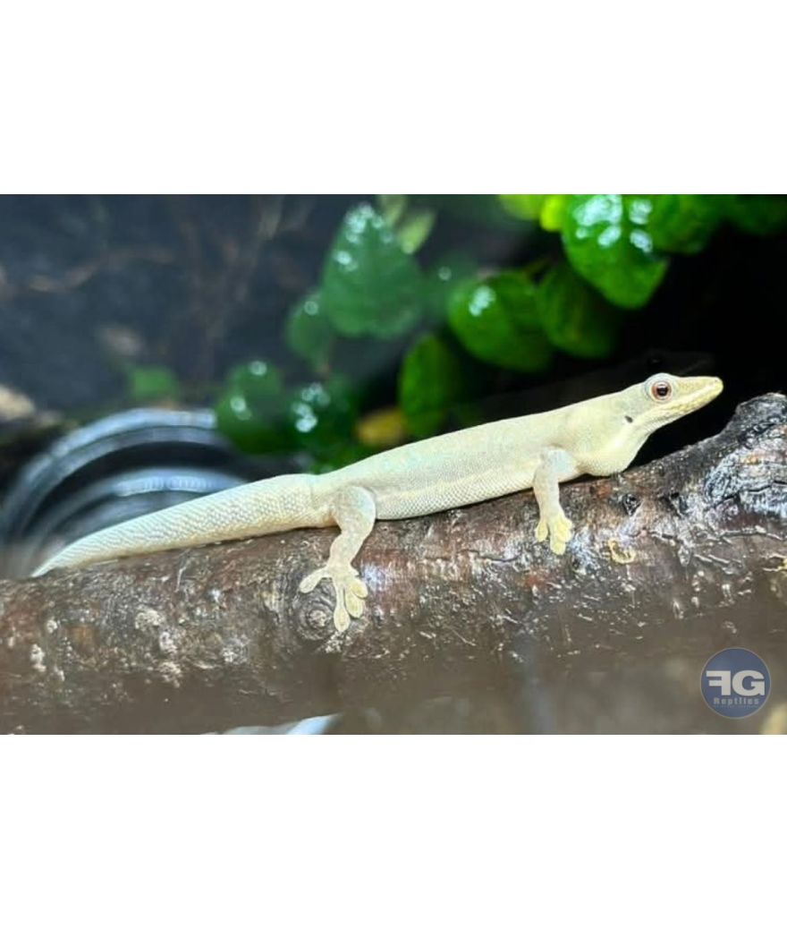 Phelsuma modesta femelle 2024