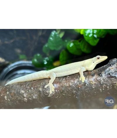 Phelsuma modesta femelle 2024