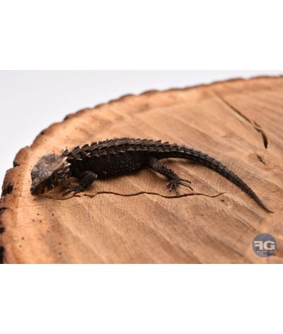 Tribolonotus gracilis NC 2026