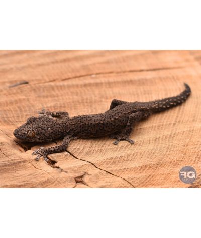Strophurus williamsi juvénile