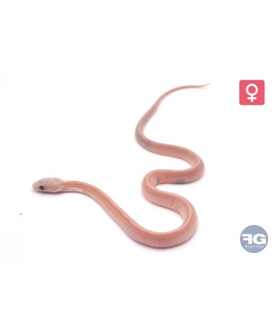 Pantherophis guttatus Tessera Hypo Plasma Stripe Femelle 2026