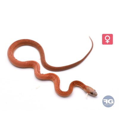 Pantherophis guttatus Stripe Scaleless het Ghost Femelle 2026