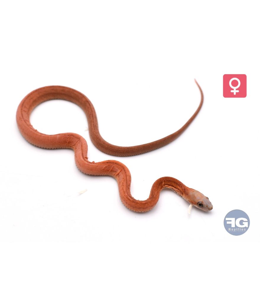 Pantherophis guttatus Stripe Scaleless het Ghost Femelle 2026