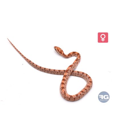 Pantherophis guttatus Hypo Space Femelle 2026