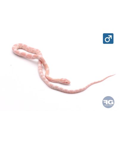 Pantherophis guttatus Snow Mâle 2026