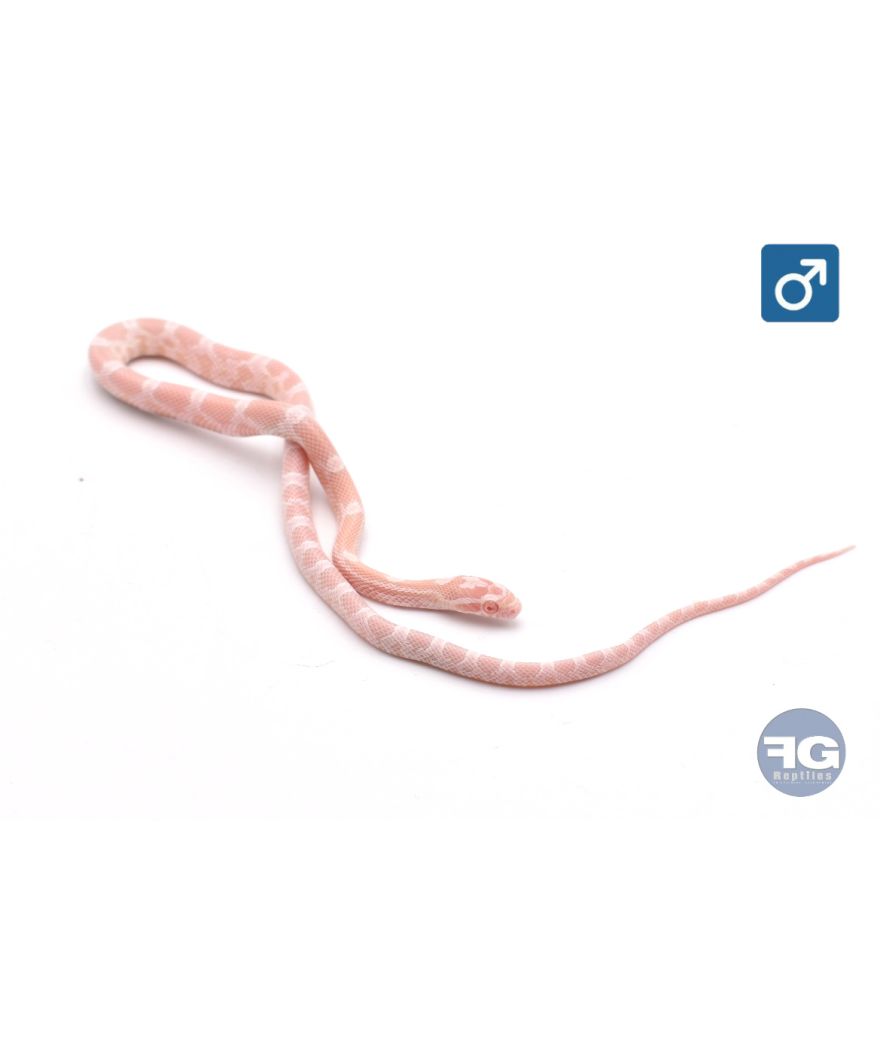 Pantherophis guttatus Snow Mâle 2026