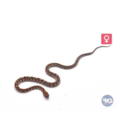 Pantherophis guttatus Tessera Femelle 2026