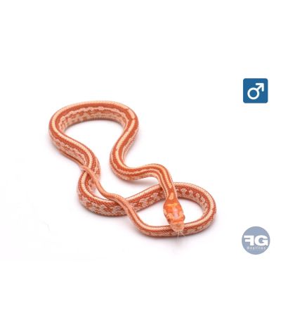 Pantherophis guttatus Amel Tessera Mâle 2026