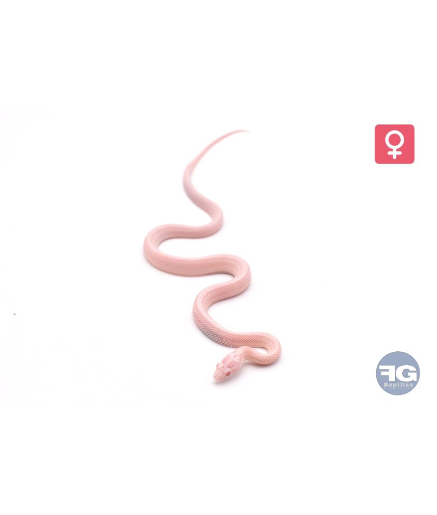 Pantherophis guttatus Salmon Snow Stripe Femelle 2026