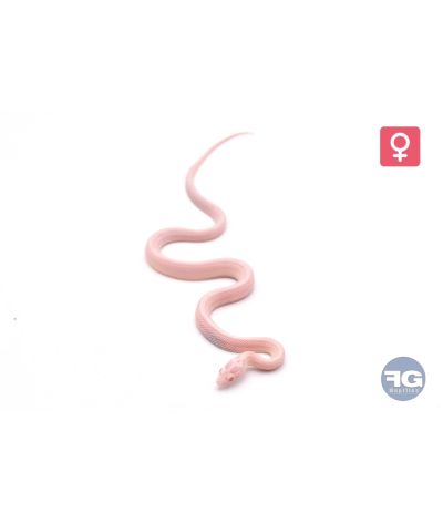 Pantherophis guttatus Salmon Snow Stripe Femelle 2026