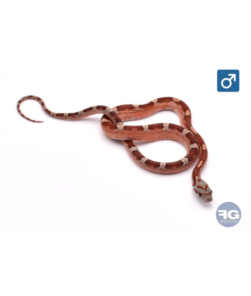 Pantherophis guttatus Blood het Amela PiedSided Mâle 2026